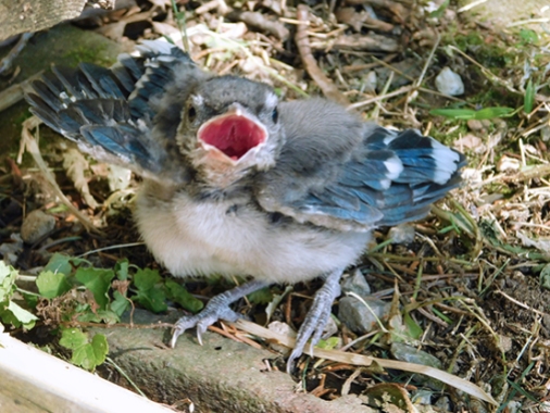 Little Jay, a Blue Jay fledgling